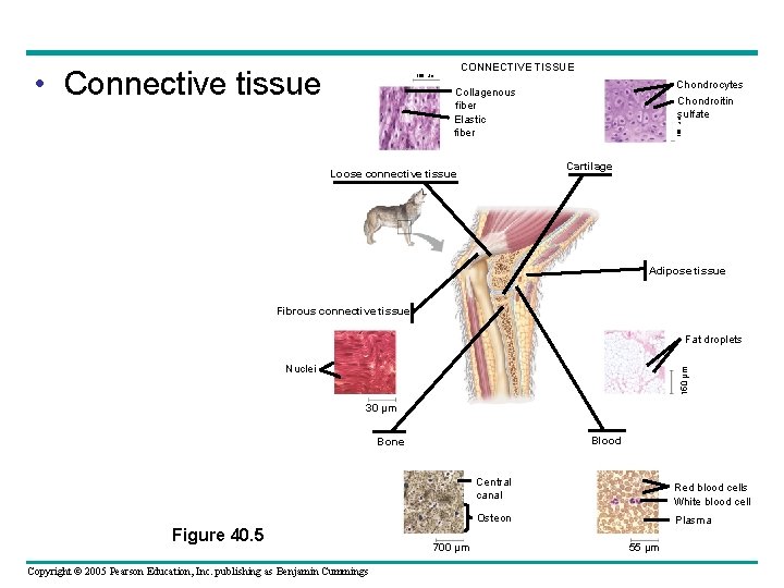 CONNECTIVE TISSUE • Connective tissue 100 µm Chondrocytes Chondroitin sulfate 100 µm Collagenous fiber