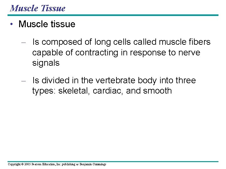 Muscle Tissue • Muscle tissue – Is composed of long cells called muscle fibers