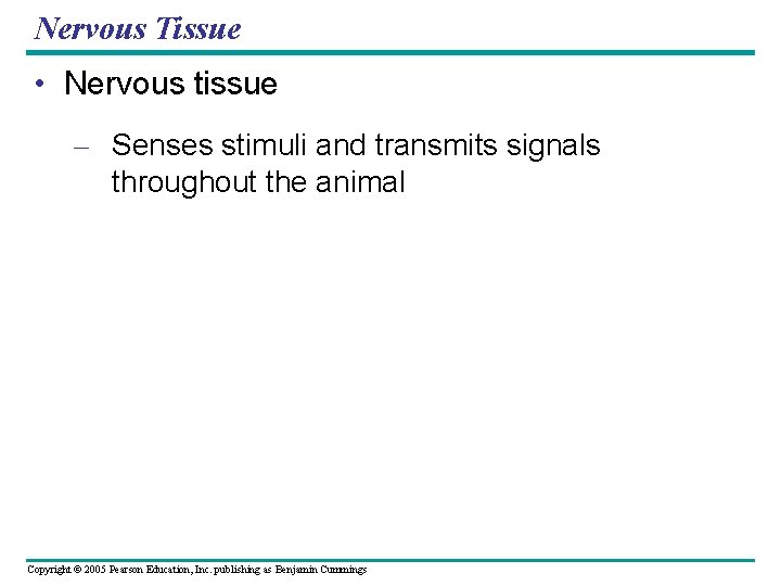 Nervous Tissue • Nervous tissue – Senses stimuli and transmits signals throughout the animal