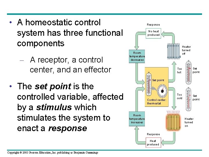  • A homeostatic control system has three functional components – A receptor, a