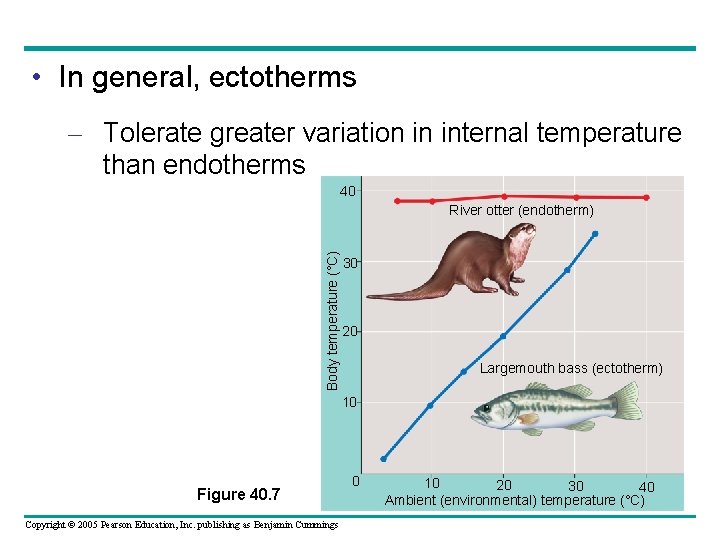  • In general, ectotherms – Tolerate greater variation in internal temperature than endotherms