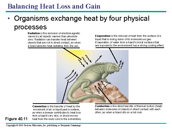 Balancing Heat Loss and Gain • Organisms exchange heat by four physical processes Radiation