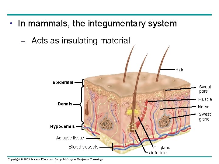  • In mammals, the integumentary system – Acts as insulating material Hair Epidermis