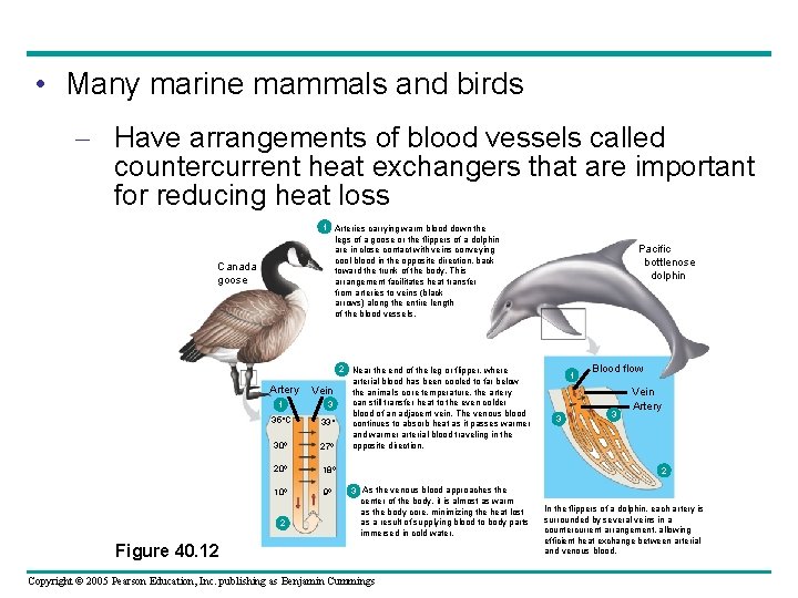  • Many marine mammals and birds – Have arrangements of blood vessels called