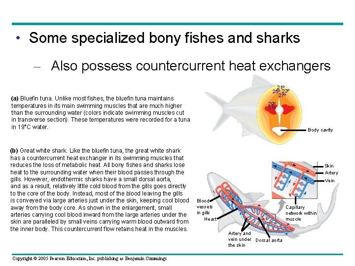  • Some specialized bony fishes and sharks – Also possess countercurrent heat exchangers