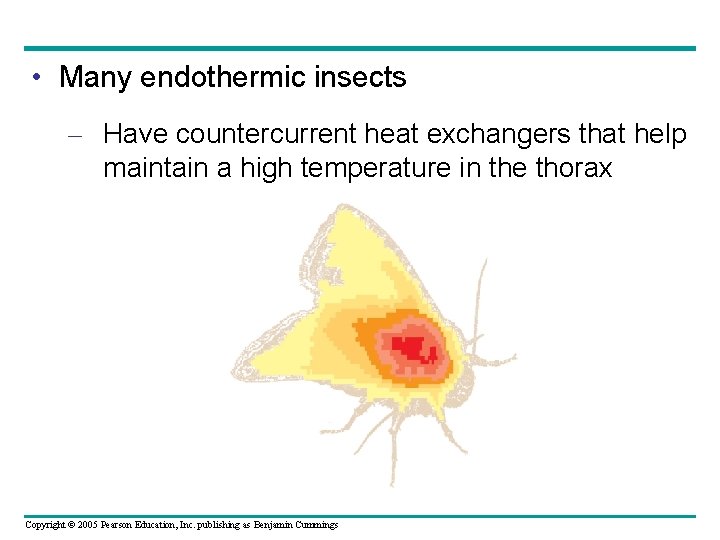  • Many endothermic insects – Have countercurrent heat exchangers that help maintain a