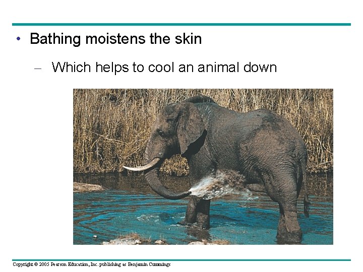  • Bathing moistens the skin – Which helps to cool an animal down