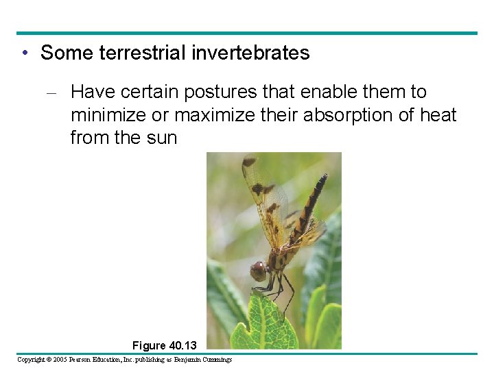  • Some terrestrial invertebrates – Have certain postures that enable them to minimize