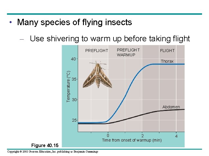  • Many species of flying insects – Use shivering to warm up before