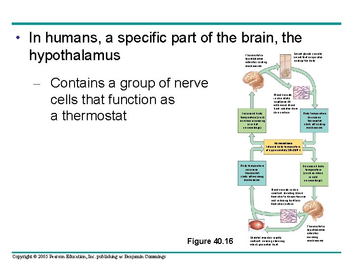  • In humans, a specific part of the brain, the hypothalamus Sweat glands