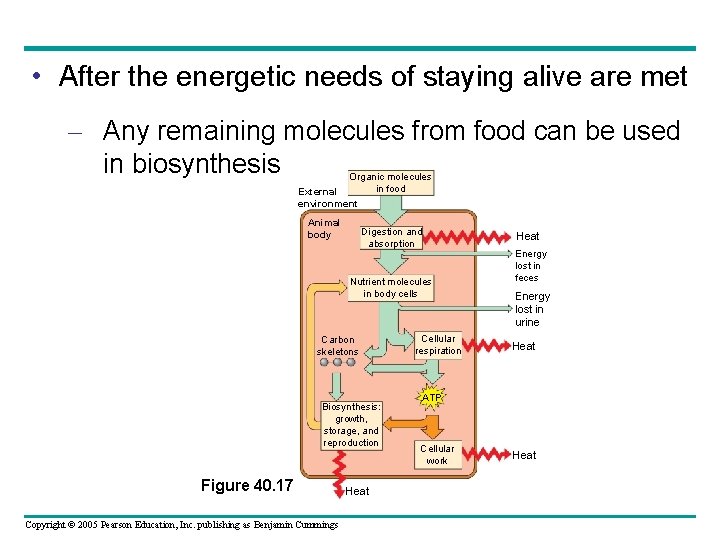  • After the energetic needs of staying alive are met – Any remaining