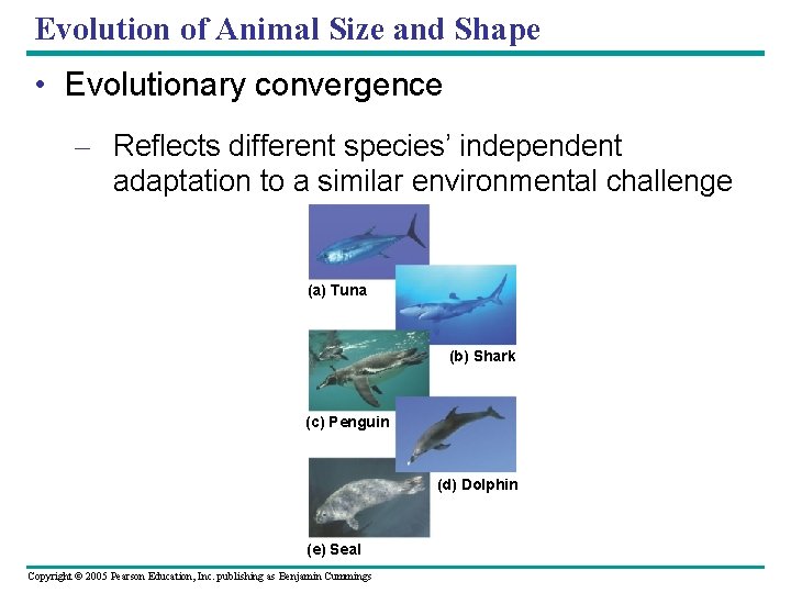 Evolution of Animal Size and Shape • Evolutionary convergence – Reflects different species’ independent