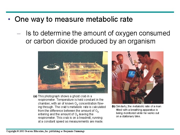  • One way to measure metabolic rate – Is to determine the amount