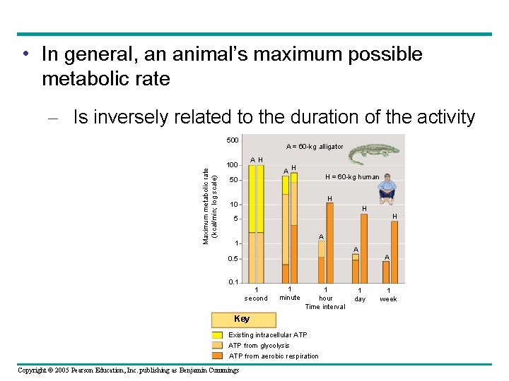  • In general, an animal’s maximum possible metabolic rate – Is inversely related