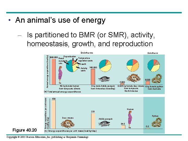  • An animal’s use of energy – Is partitioned to BMR (or SMR),