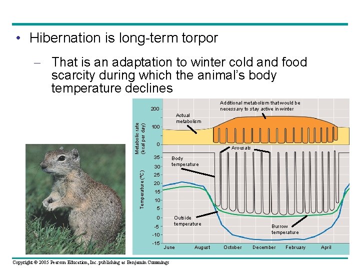  • Hibernation is long-term torpor – That is an adaptation to winter cold