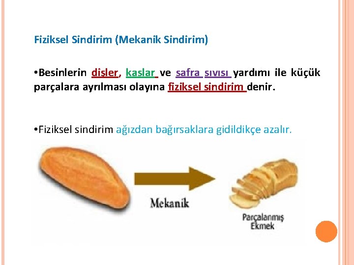 Fiziksel Sindirim (Mekanik Sindirim) • Besinlerin dişler, kaslar ve safra sıvısı yardımı ile küçük