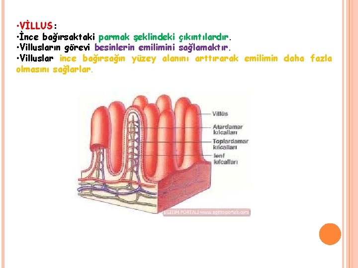  • VİLLUS: • İnce bağırsaktaki parmak şeklindeki çıkıntılardır. • Villusların görevi besinlerin emilimini