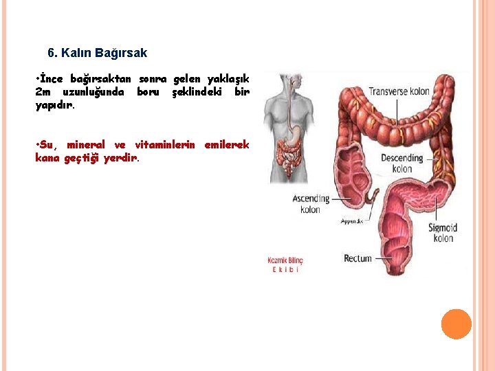 6. Kalın Bağırsak • İnce bağırsaktan sonra gelen yaklaşık 2 m uzunluğunda boru şeklindeki