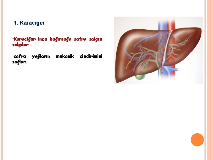 1. Karaciğer • Karaciğer ince bağırsağa safra salgısı salgılar. • safra yağların sağlar. mekanik