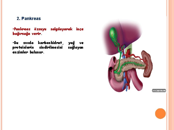 2. Pankreas • Pankreas özsuyu bağırsağa verir. salgılayarak • Bu sıvıda karbonhidrat, proteinlerin sindirilmesini