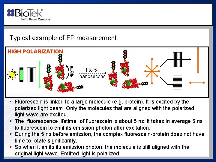 Typical example of FP measurement HIGH POLARIZATION 1 to 5 nanosecond § Fluorescein is