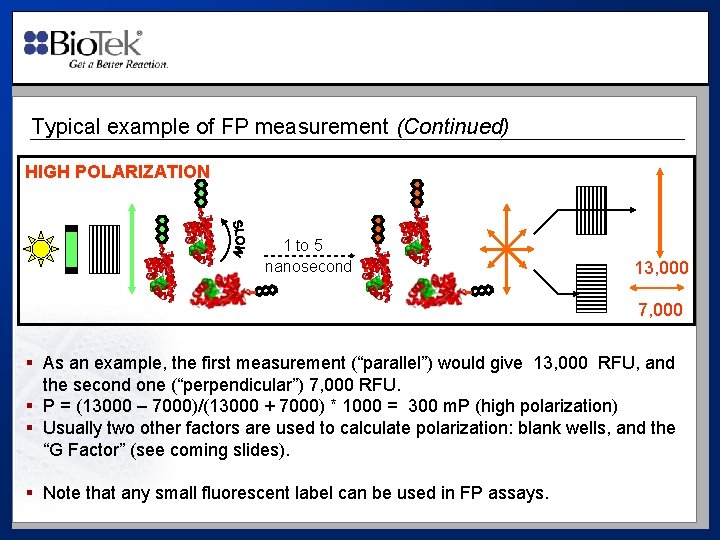 Typical example of FP measurement (Continued) HIGH POLARIZATION 1 to 5 nanosecond 13, 000