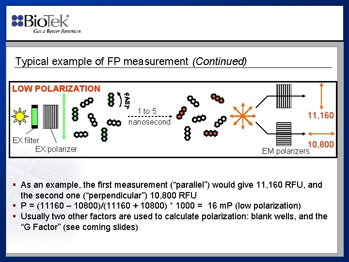 Typical example of FP measurement (Continued) LOW POLARIZATION 1 to 5 nanosecond EX filter