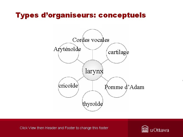 Types d’organiseurs: conceptuels Cordes vocales Aryténoîde cartilage larynx cricoîde Pomme d’Adam thyroîde Click View
