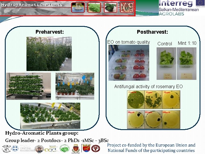 Preharvest: Postharvest: EO on tomato quality Control Mint 1: 10 Antifungal activity of rosemary