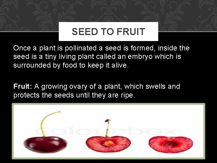 SEED TO FRUIT Once a plant is pollinated a seed is formed, inside the