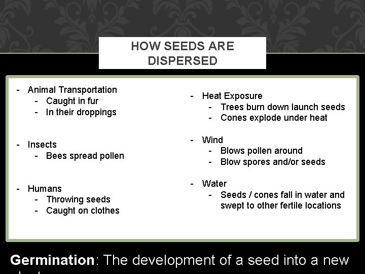 HOW SEEDS ARE DISPERSED - Animal Transportation - Caught in fur - In their