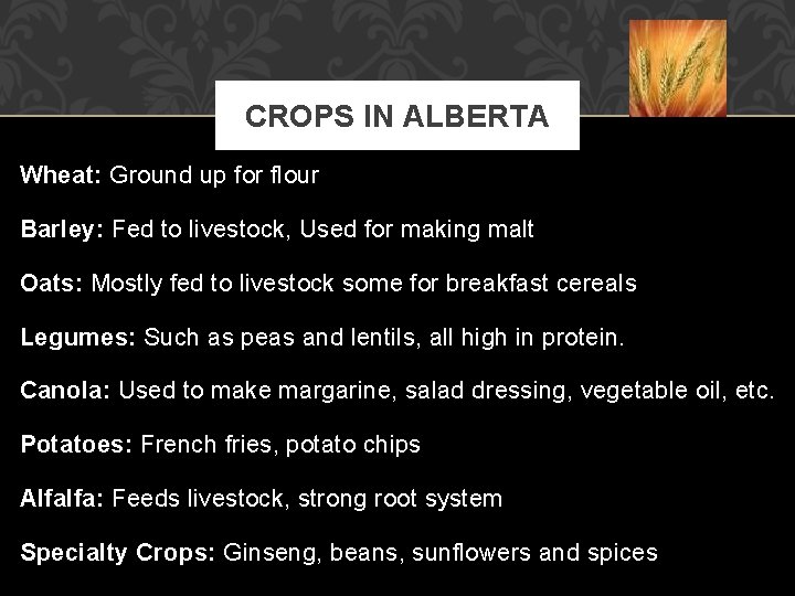 CROPS IN ALBERTA Wheat: Ground up for flour Barley: Fed to livestock, Used for