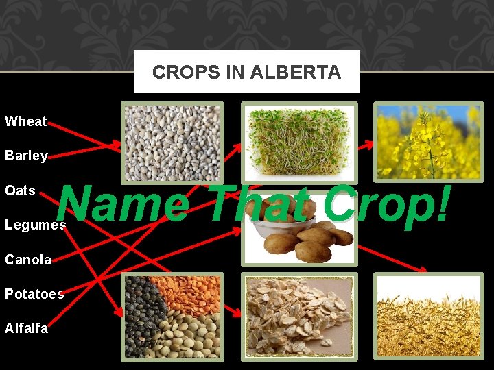 CROPS IN ALBERTA Wheat Barley Oats Name That Crop! Legumes Canola Potatoes Alfalfa 