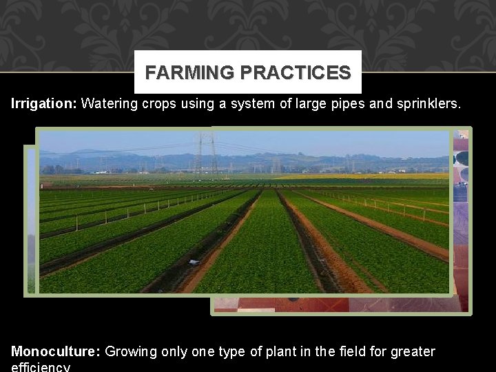 FARMING PRACTICES Irrigation: Watering crops using a system of large pipes and sprinklers. Monoculture: