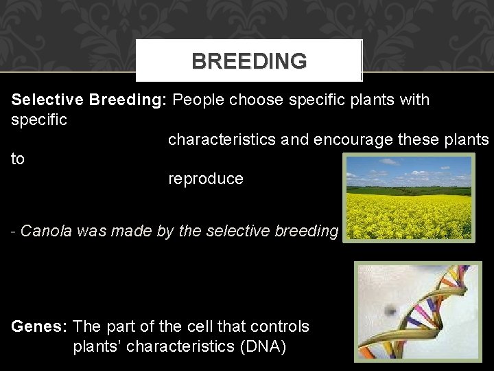 BREEDING Selective Breeding: Breeding People choose specific plants with specific characteristics and encourage these