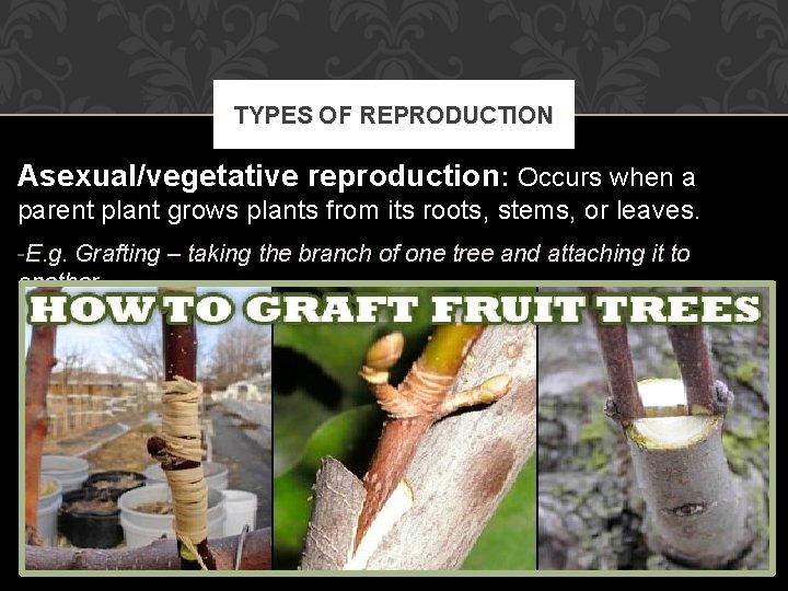 TYPES OF REPRODUCTION Asexual/vegetative reproduction: Occurs when a parent plant grows plants from its