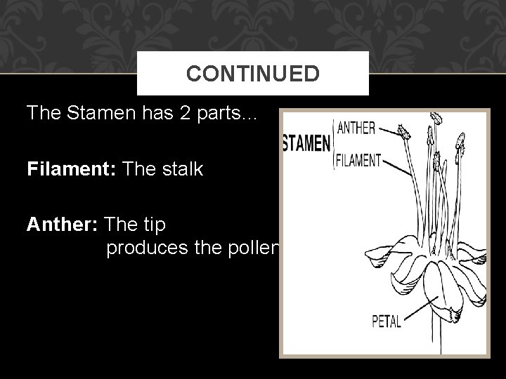 CONTINUED The Stamen has 2 parts… Filament: The stalk Anther: The tip produces the