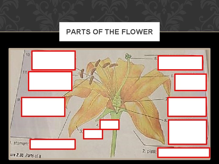 PARTS OF THE FLOWER 