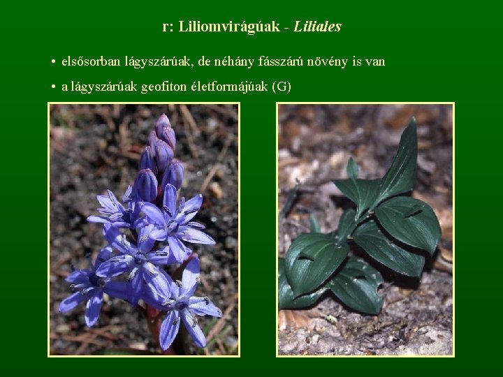 r: Liliomvirágúak - Liliales • elsősorban lágyszárúak, de néhány fásszárú növény is van •