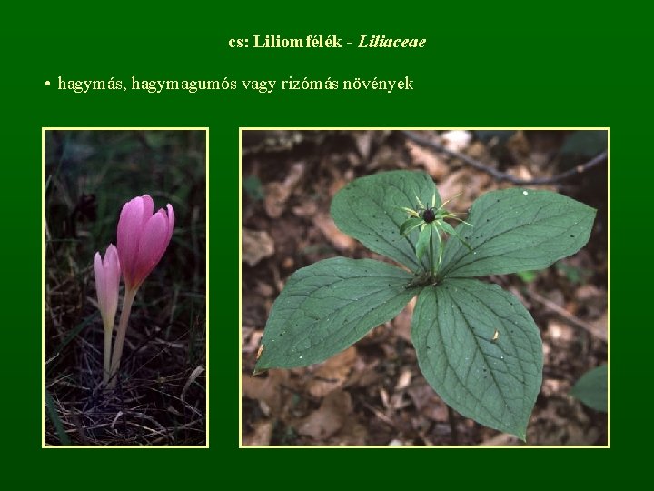 cs: Liliomfélék - Liliaceae • hagymás, hagymagumós vagy rizómás növények 