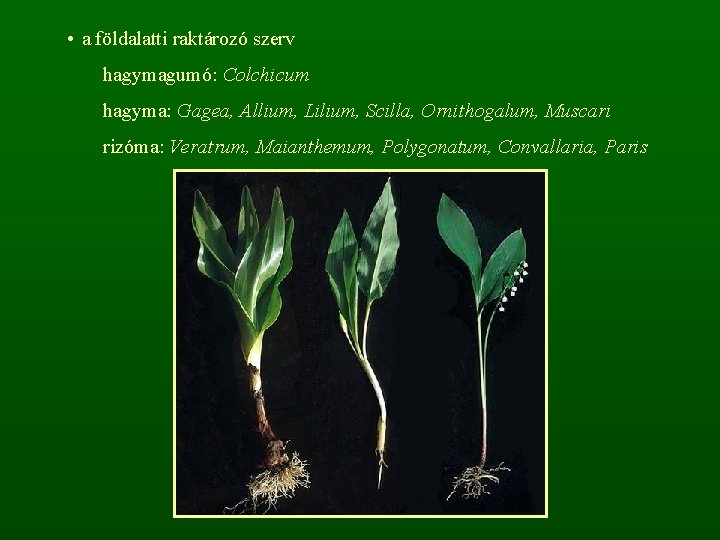  • a földalatti raktározó szerv hagymagumó: Colchicum hagyma: Gagea, Allium, Lilium, Scilla, Ornithogalum,