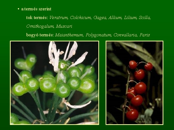  • a termés szerint tok termés: Veratrum, Colchicum, Gagea, Allium, Lilium, Scilla, Ornithogalum,
