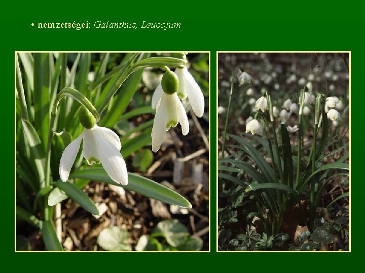  • nemzetségei: Galanthus, Leucojum 