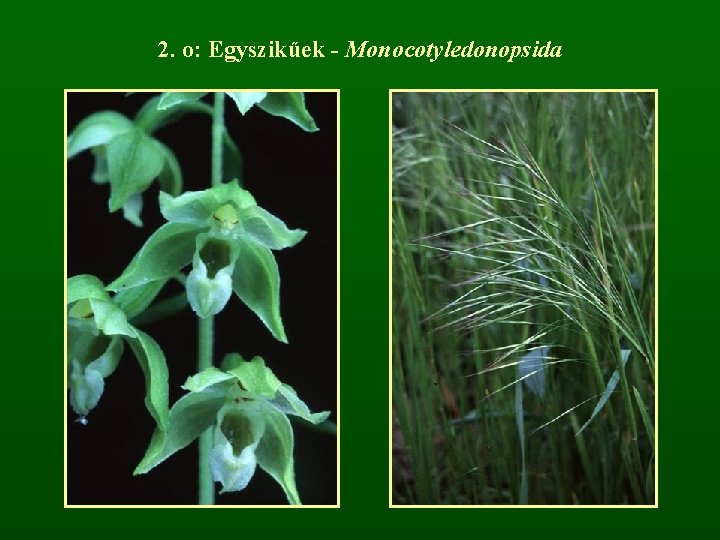 2. o: Egyszikűek - Monocotyledonopsida 