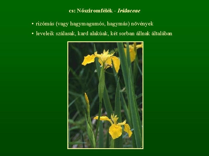 cs: Nősziromfélék - Iridaceae • rizómás (vagy hagymagumós, hagymás) növények • leveleik szálasak, kard