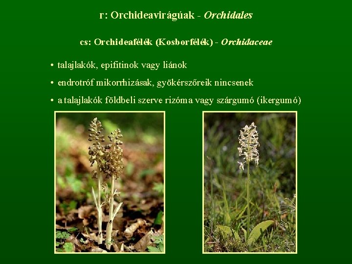 r: Orchideavirágúak - Orchidales cs: Orchideafélék (Kosborfélék) - Orchidaceae • talajlakók, epifitinok vagy liánok