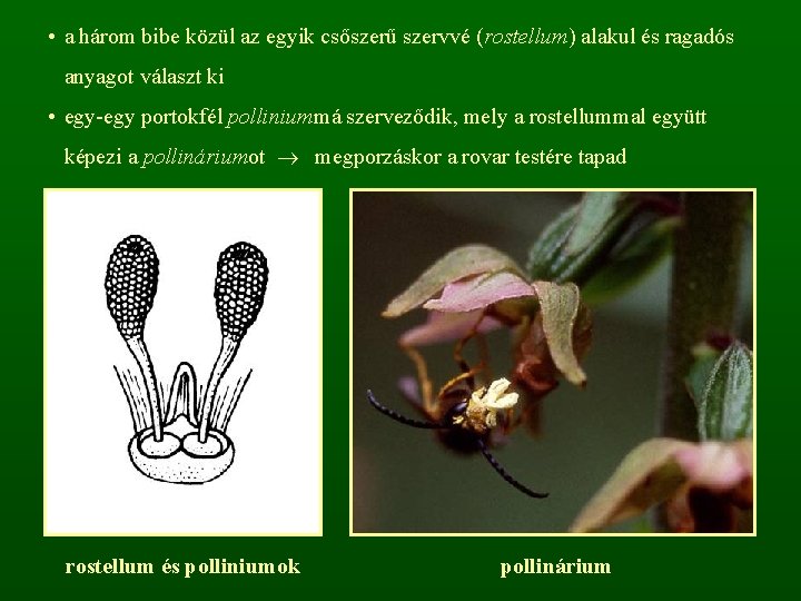  • a három bibe közül az egyik csőszerű szervvé (rostellum) alakul és ragadós