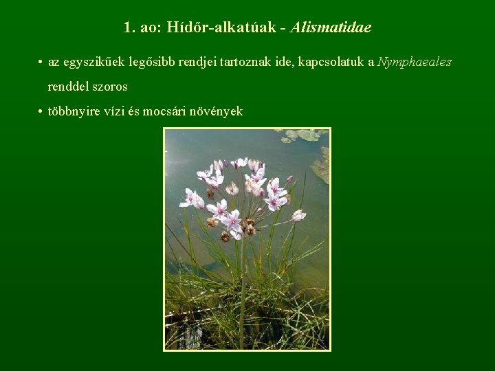 1. ao: Hídőr-alkatúak - Alismatidae • az egyszikűek legősibb rendjei tartoznak ide, kapcsolatuk a