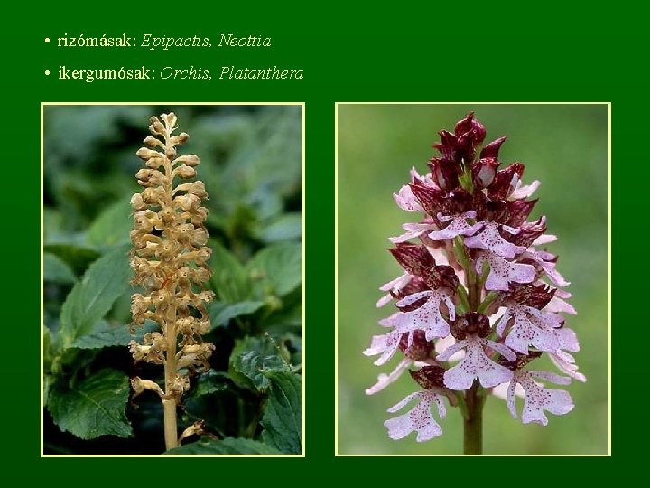  • rizómásak: Epipactis, Neottia • ikergumósak: Orchis, Platanthera 